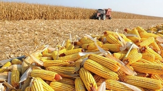 Crescimento do setor agrícola no ano passado teve como destaque expansão da produção da soja e do milho (Reprodução)