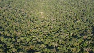 Amazônia brasileira. Foto: James Martins/Wikimedia Commons