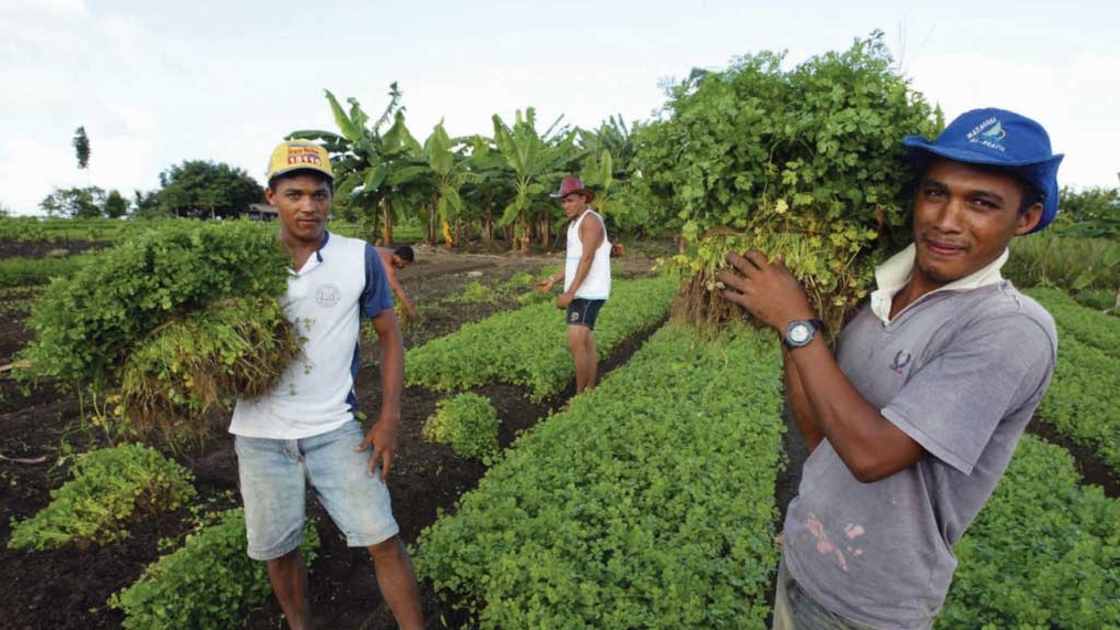 ONU destaca papel do Brasil na promoção da agricultura familiar 