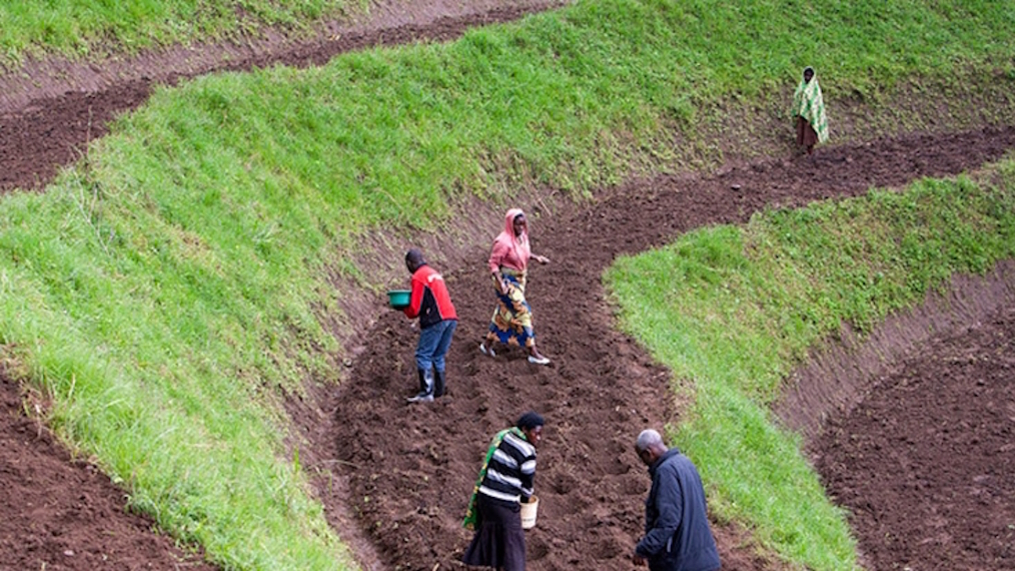 Pesquisa destaca fatos e mitos sobre a agricultura na África