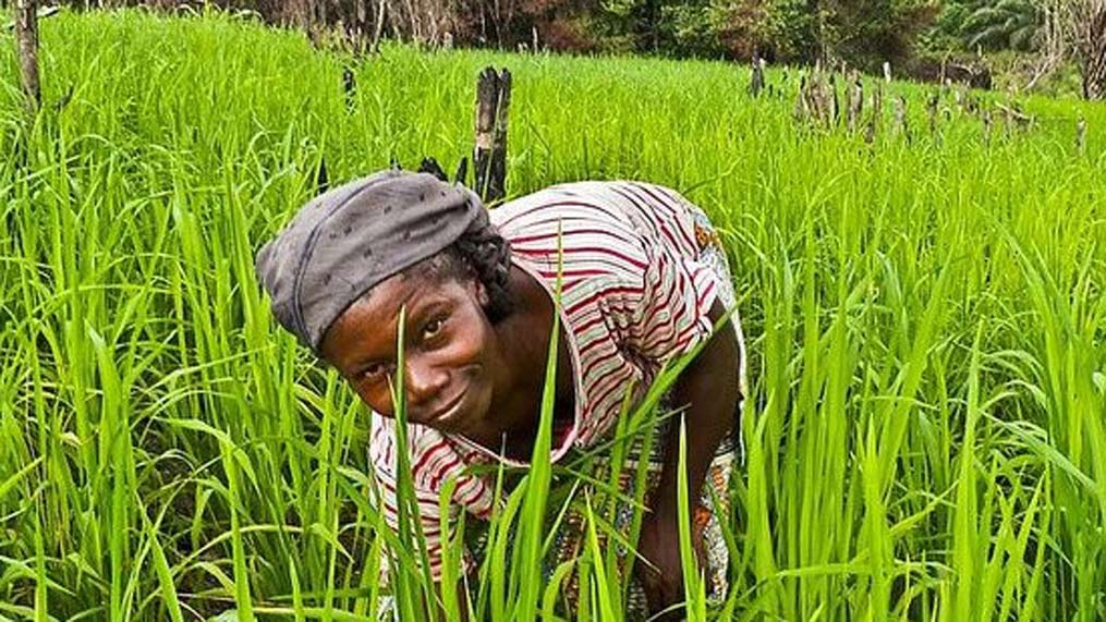 Relatório aponta oportunidades agrícolas na África Ocidental