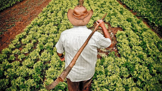 Feiras e mercados populares se destacam como os principais espaços para comercialização da agricultura familiar / Agência Brasil